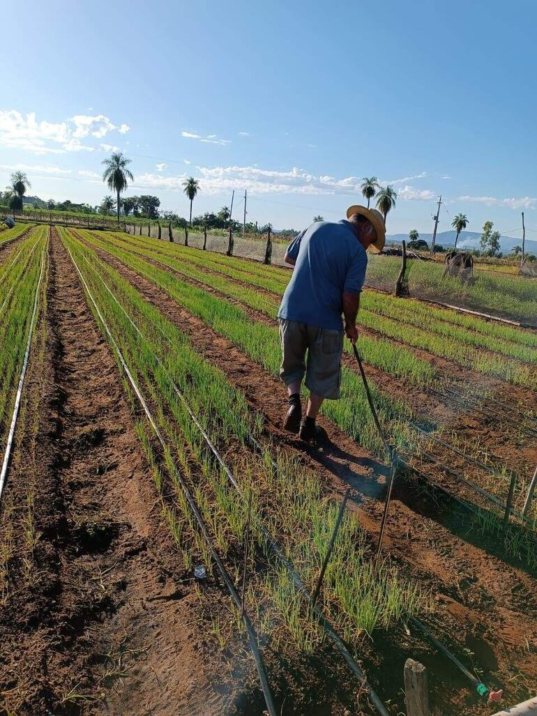 Lluvia favorece al sector productivo, pero se aguarda más precipitaciones.