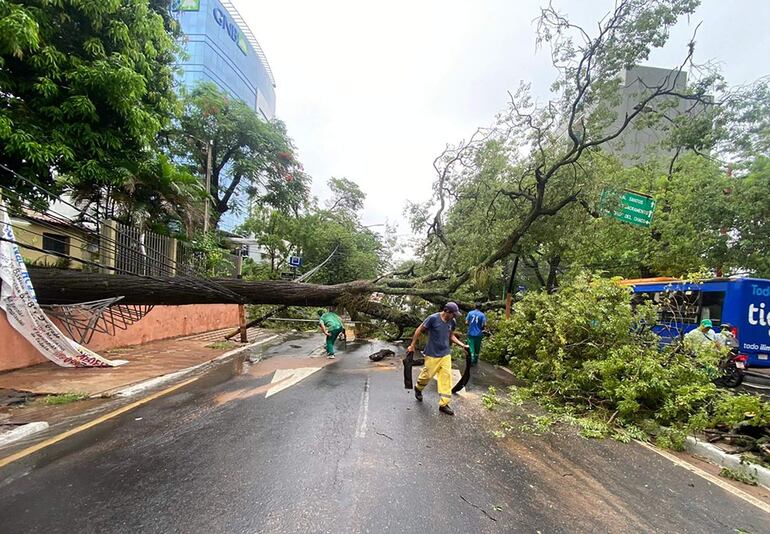 Fotografía cedida este miércoles por la Municipalidad de Asunción que muestra árboles caídos debido a las tormentas en la Avenida Mariscal López, en Asunción (Paraguay).