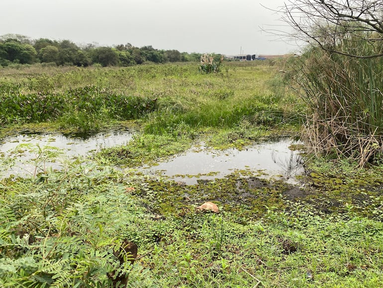 Laguna Cerro se encuentra abandonada y colmatada.