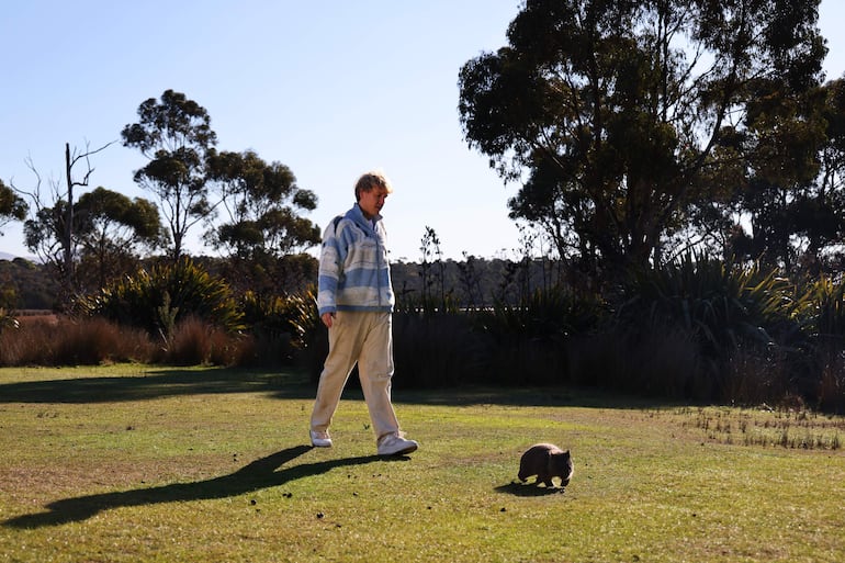 Un paseante de wombats durante su  jornada laboral en Australia. La isla de Tasmania, en el sureste de Australia, ofrece "trabajos raros" como sacar a pasear a los wombats, unos marsupiales endémicos del país oceánico, o investigador paranormal como parte de una campaña para fomentar el turismo durante el invierno austral.