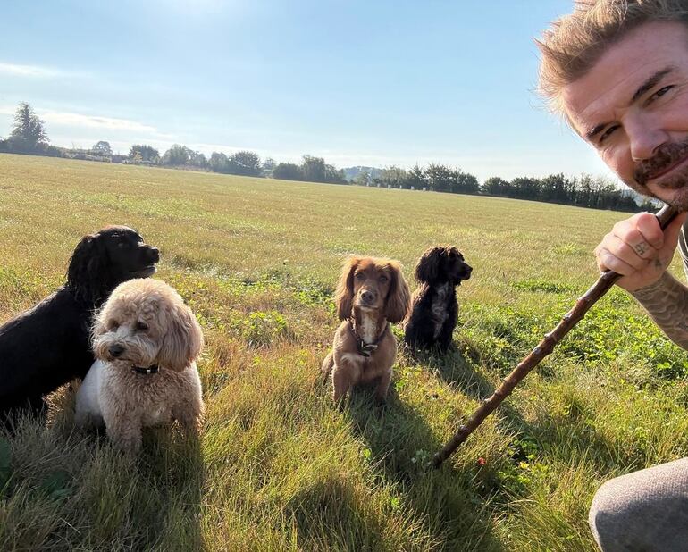 David Beckham con sus perritos Olive, Sage, Fin y Simba. (Instagram/David Beckham)