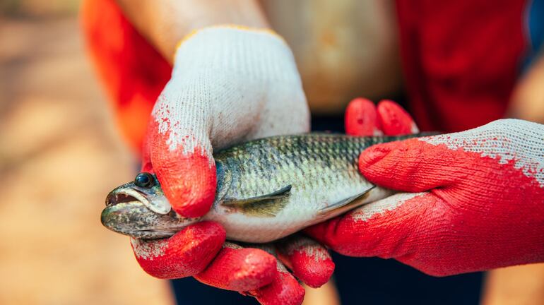 El primer trabajo fue la identificación taxonómica de los peces que habitan en la laguna de la ciclovía.