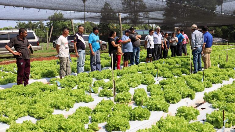 Productores de lechuga de la ciudad de Julián Augusto Saldivar (Central) recibieron capacitación para mejorar la producción y evitar pérdidas.