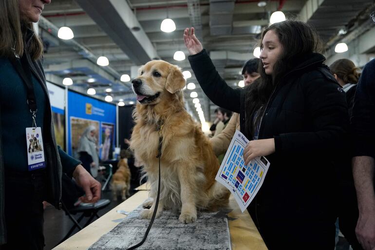 Golden Retriever.