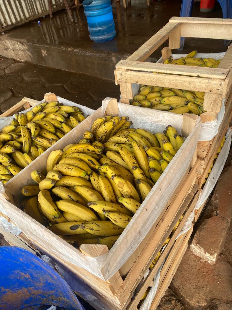 Productores de Guajayvi señalan que de no haber asistencia es probable que se queden sin producción para fin de año.