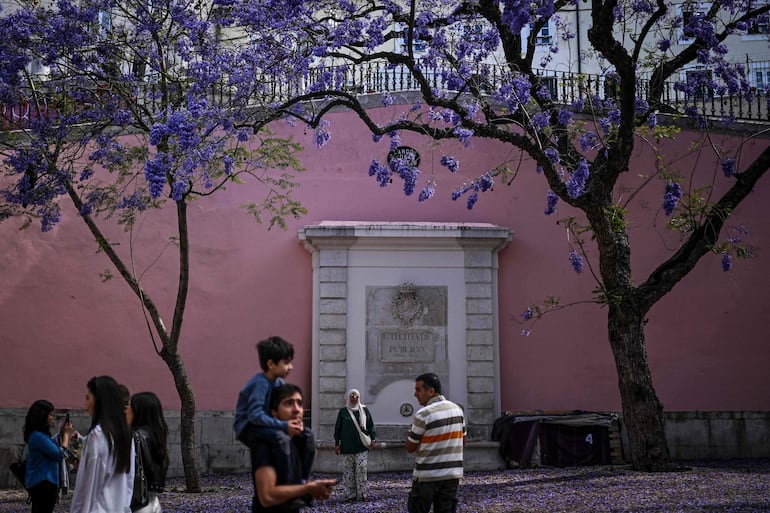 Cada primavera las calles de Lisboa se cubren de tonos brillantes de azul y malva. La imagen de los jacarandás en flor, árbol exótico introducido en el siglo XIX, se impuso como una de las postales típicas de la capital portuguesa.