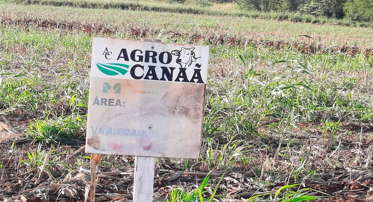 La estancia Agro Canaã pertenece oficialmente a Marcel Martins Silva, preso en Brasil, aunque ahora buscaban a su hermano menor, Valter Ulisses Martin Silva.