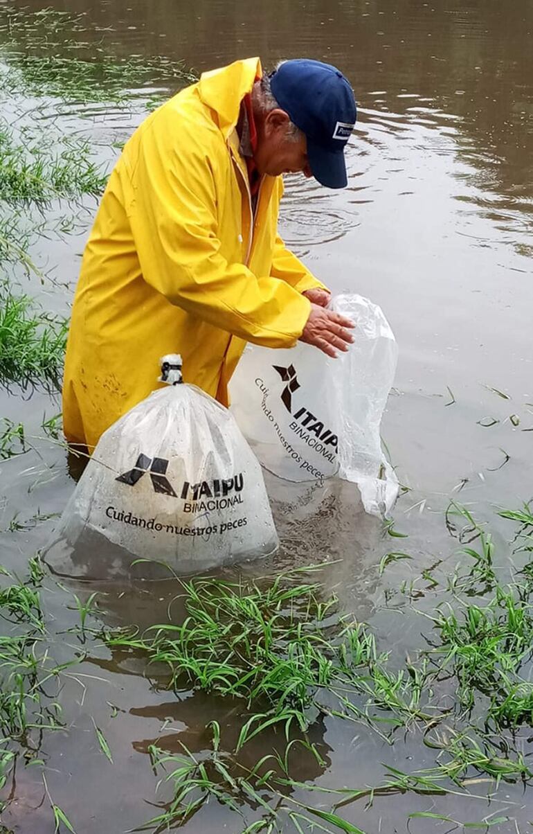 En el departamento de Paraguarí entregaron 1.150 peces juveniles de la variedad pacú para el cultivo en los estanques.