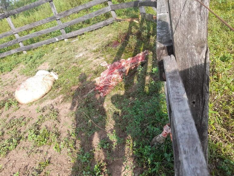 Faenan una vaca de un establecimiento ganadero del distrito de Mbuyapey.