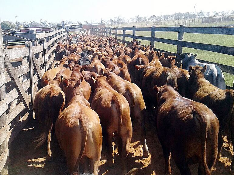 El precio del novillo de exportación había caído a US$ 2,00 por Kg. y con la recuperación  ya está en US$ 2,5 por kg.