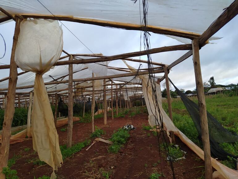 El temporal destruyó invernaderos de varios productores de la comunidad El Triunfo.