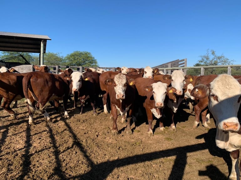 La sequía afecta enormemente la cobertura de pasturas, por lo que muchos productores debieron vender más rápido de lo habitual sus animales. Archivo