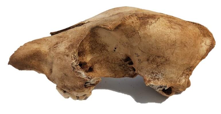 Espécimen de dingo D8, foto tomada por la coautora principal Sally Wasef, QUT. La muestra se recogió en Skull Cave, Wardandi country (Augusta-Margaret River Shire). El dingo, un depredador canino australiano, mantiene sus características genéticas más de 3.000 años después de llegar a Australia, a pesar de la introducción de los perros con la colonización británica a finales del siglo XVIII, según un estudio científico publicado este martes.Investigadores de la Universidad Tecnológica de Queensland (QUT, siglas en inglés) y la Universidad de Adelaida han demostrado que los dingos actuales tienen más en común con sus antepasados hace 3.000 años que con los perros domésticos y que ha habido menos cruce entre ambos de lo que se pensaba hasta ahora.