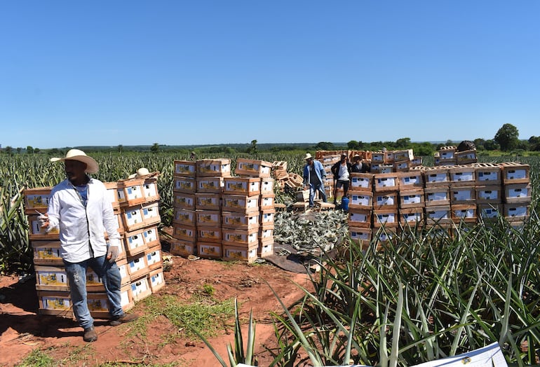 Productores de piña, tras la cosecha, se abocan al embalaje de las frutas para su embarque al destino final: Argentina.