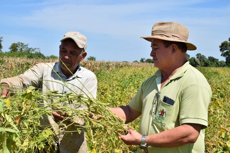 Trifón Ruiz Díaz y el Ing. Favio Vega –de la Deag– contando las vainas de las semillas de soja. Cada planta en promedio debe tener 150 vainas con semillas para alcanzar una producción de 4.000 kilos por hectárea.