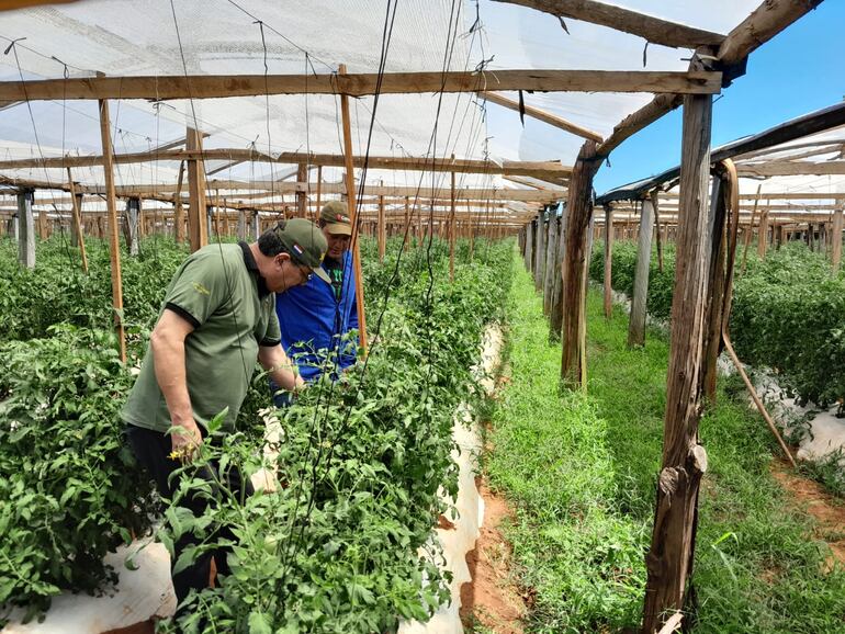 Una plantación de tomate que publicó el Senave, no se observa que esté en época de cosecha.