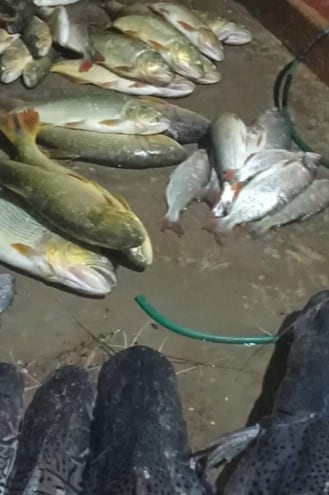 Pescados de distintas especies que perecieron supuestamente por la contaminación del río Tebicuarymí en diciembre pasado.