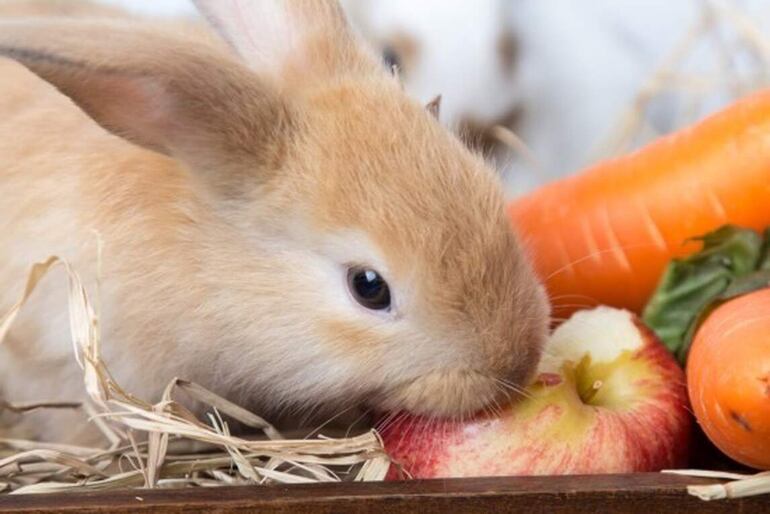 Los conejos pueden comer  verduras como lechuga, berro, apio, rúcula y algunas frutas como la frutilla, manzana, sandía, etc. en pequeñas cantidades 2 o 3 veces por semana.