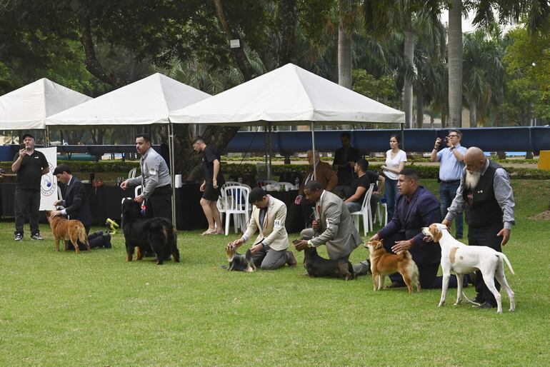 El evento llamó la atención de los presentes, por lo que familias se acercaron a disfrutar de las bellezas caninas.