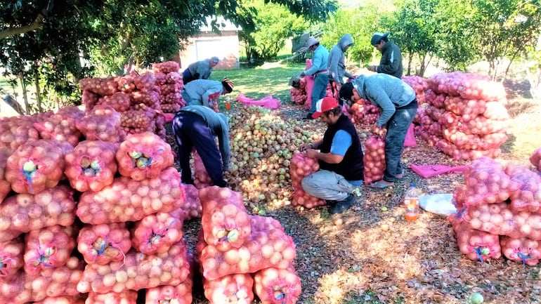 Los productores de cebolla se les acabó la paciencia esperando mercado para comercializar sus productos y que se ataje el contrabando.