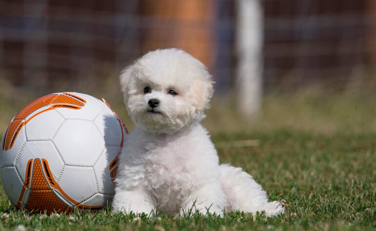 Bichon Frise