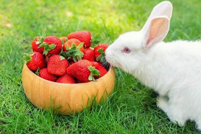 Los conejos pueden comer frutillas, por ejemplo, en pequeñas cantidades 2 o 3 veces por semana.