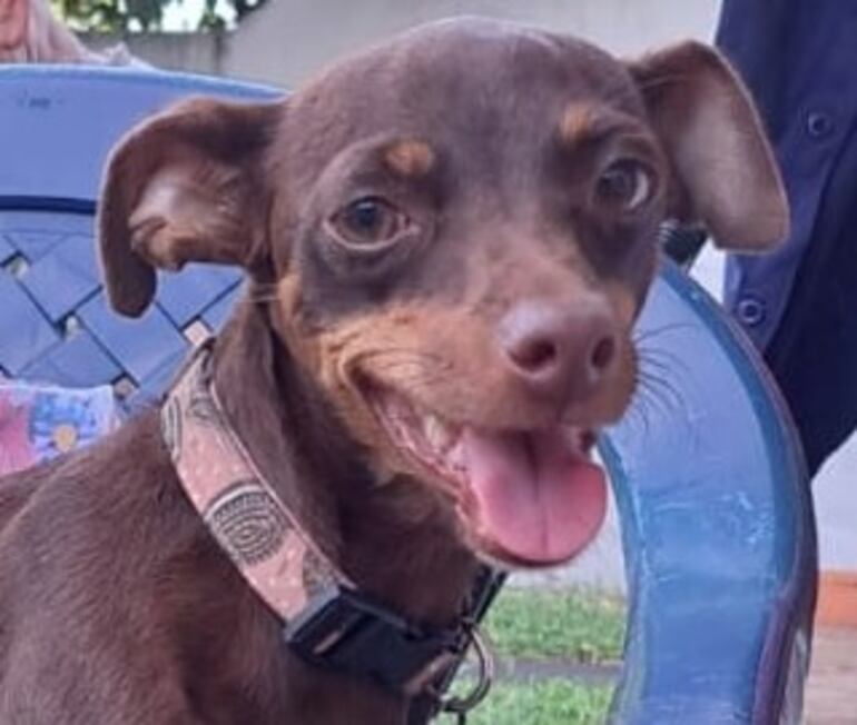 Su pelaje es marron y llevaba collar con placa identificatoria.