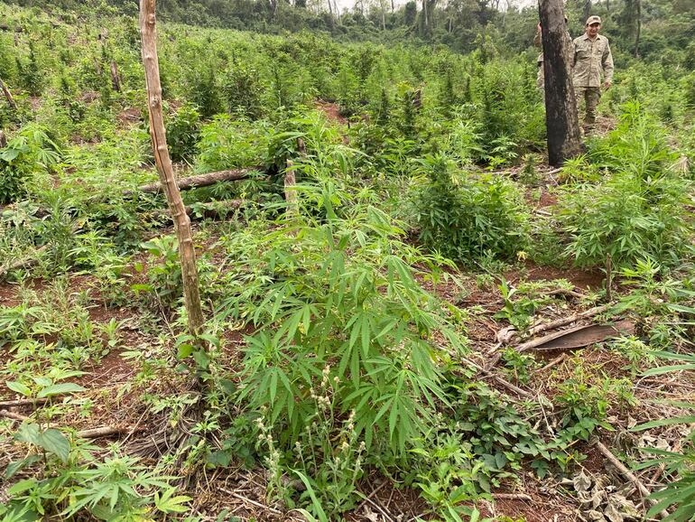 Destruyen 8 hectáreas de plantaciones de marihuana en Alto Verá.