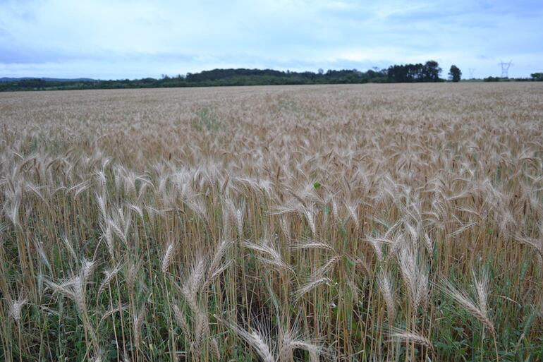 Cultivo de trigo en el campo experimental del Instituto Paraguayo de Tecnología Agraria (IPTA) de Misiones.