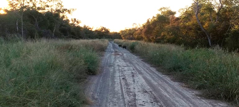 Este es el camino que diariamente recorre el educador, topandose con todo tipo de animales silvestres.