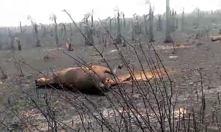 Varios animales terminaron calcinados por efecto de los incendios en el Chaco.