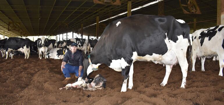 Evitar las mermas por abortos es todo un desafío para los productores pecuarios.