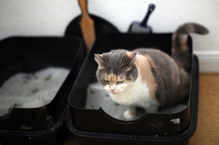 A la hora de pensar dónde colocar las piedritas en casa, es importante tener en cuenta que los animales precisarán su tranquilidad y su espacio.