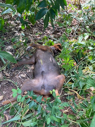 Dos personas fueron detenidas por sacrificar a un perro en la zona de Capiatá.