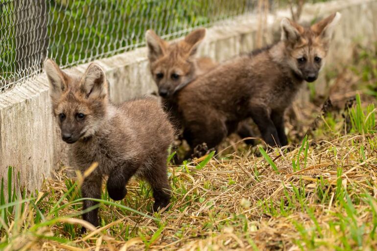 En el Refugio Faunístico Atinguy, de la Entidad Binacional Yacyretá, se celebra el nacimiento de tres nuevos ejemplares de Aguara Guasu (Chrysocyon brachyurus), una especie en peligro de extinción en nuestro país.