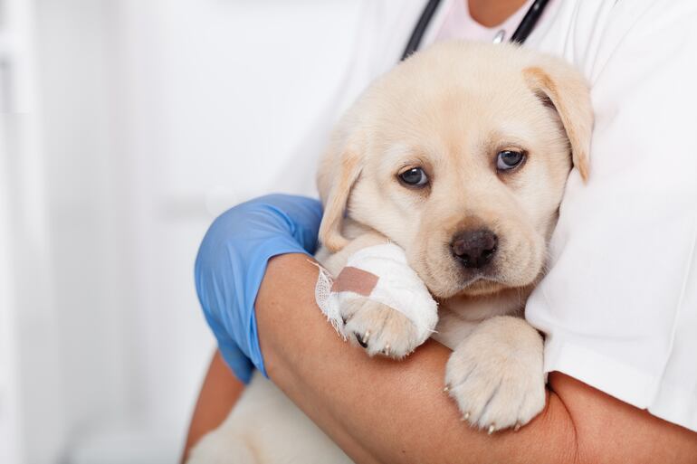 Cachorro en brazos de su veterinario.