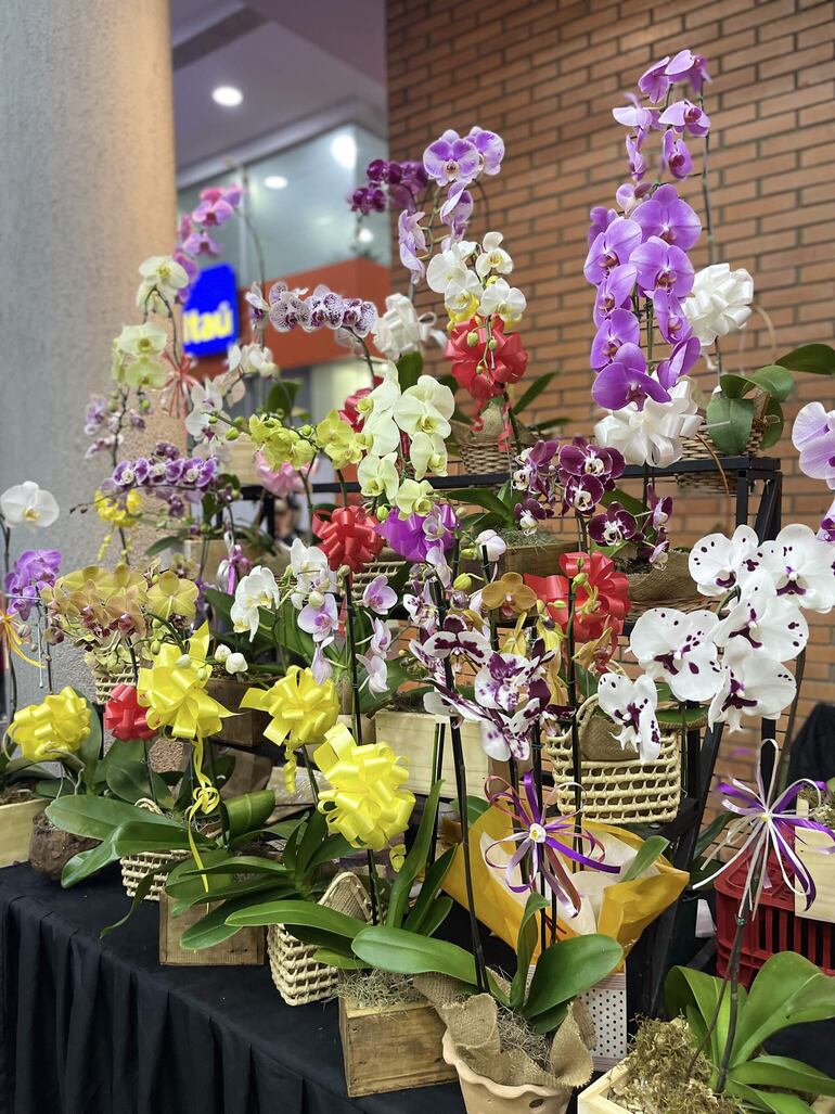 Variedad de flores que se pueden encontrar en Multiplaza.