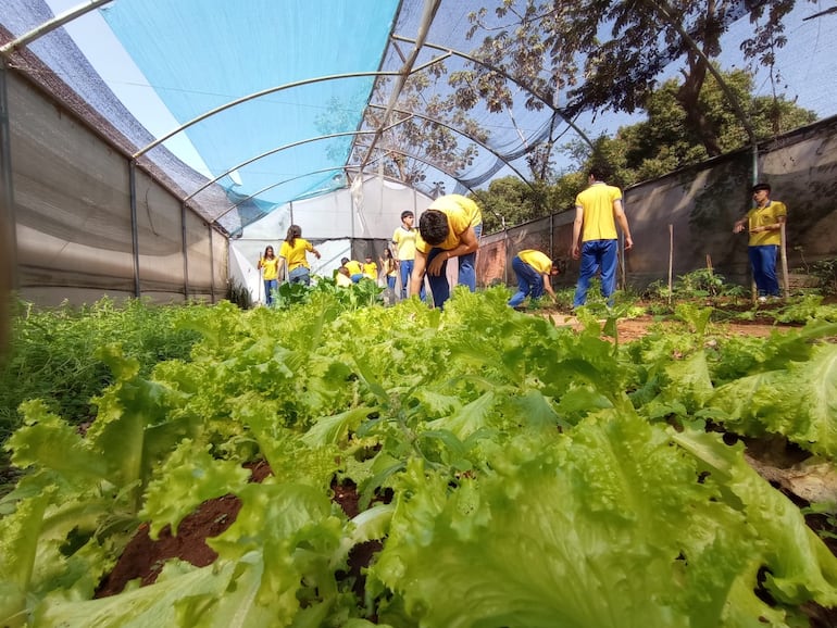 Estudiantes del Colegio Nacional Eli Lizardo Aquino en Luque trabajando en su huerta orgánica escolar, donde cultivan hortalizas frescas sin químicos para el consumo comunitario y educativo.