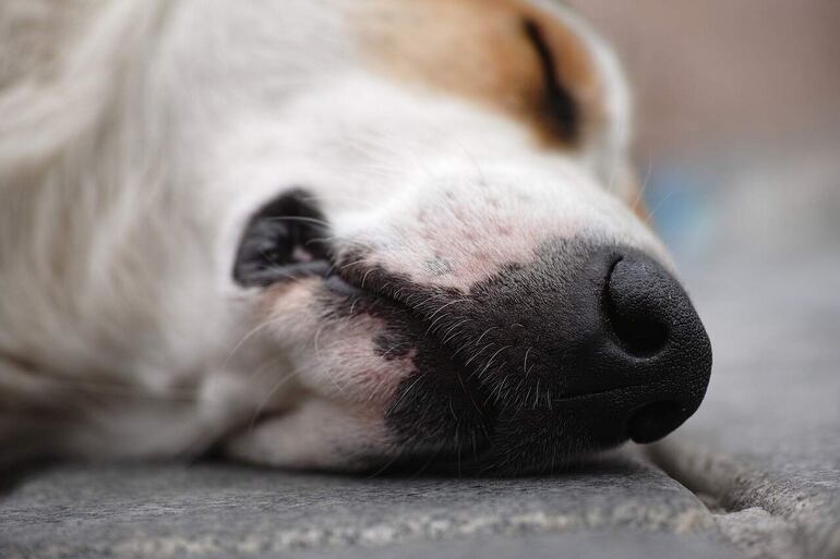 Muchos perros, particularmente los adultos, o los que tienen una inmunidad parcial, tienen una enfermedad asintomática o leve. Los cachorros, que son más propensos a sufrir una enfermedad más severa y prolongada, tienen el más alto índice de mortalidad.