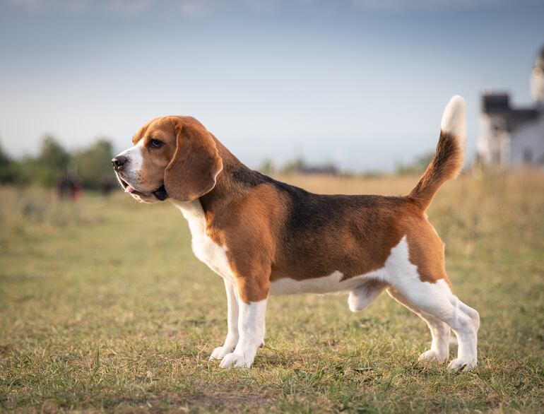 Perro de raza Beagle.