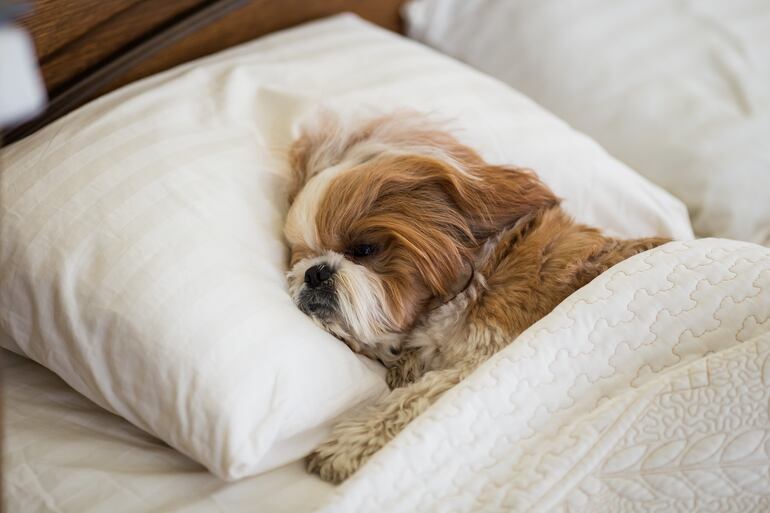 Shih Tzu: No importa su tamaño reducido, estos canes pueden ser particularmente difíciles de adiestrar debido a su terquedad.