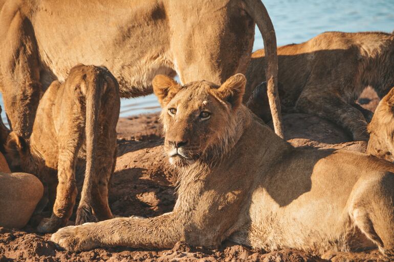 Leones en el Parque Nacional de Matusadona, Zimbabue.