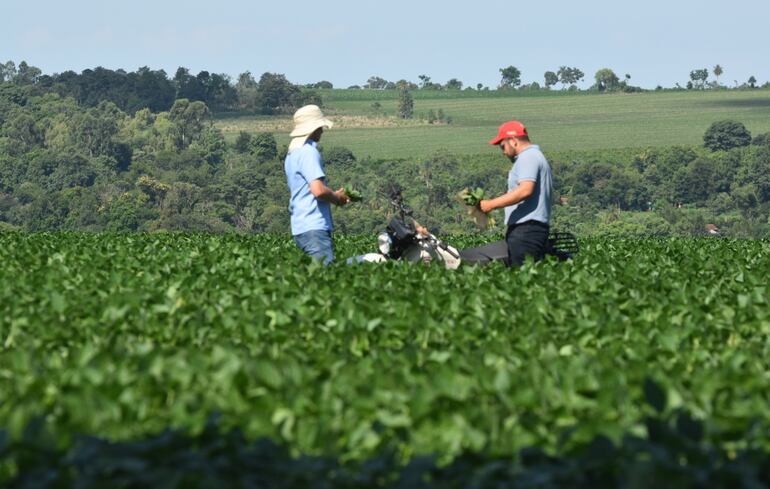 El uso de los análisis de tejido vegetal puede ayudar a corregir las deficiencias de nutrientes en las plantas durante su desarrollo.