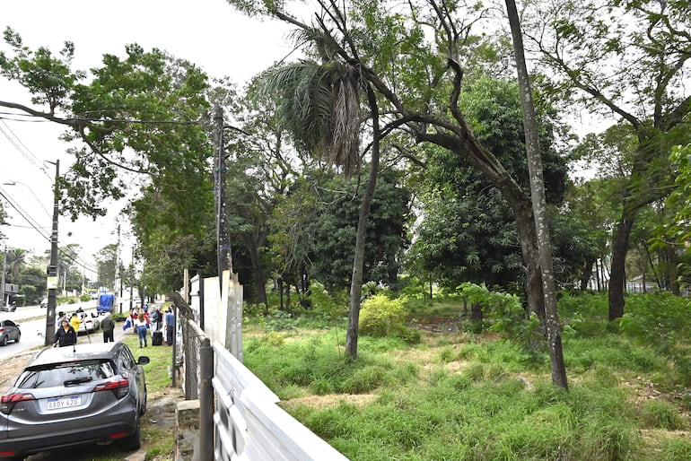 Bosque San Vicente se encuentra en el predio que pretende ser utilizado para la construcción de un supermercado mayorista.