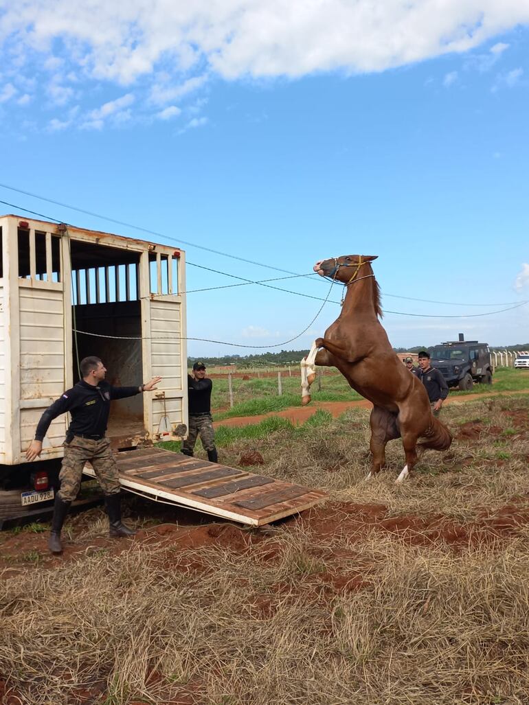 Alerta por casos de encefalomielitis equina en la región.