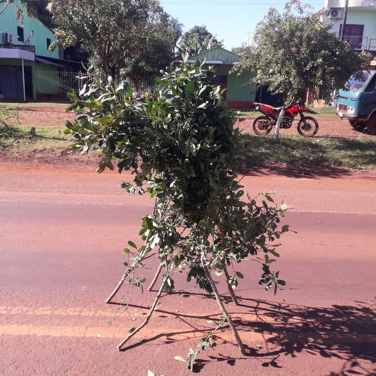 Ramas de yerba mate colocadas en medo de la ruta por los agritultores, en señal de protesta por la falta de respuesta a sus reclamos.