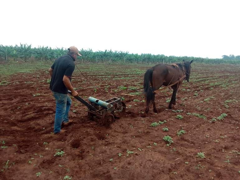 Productores de diferentes comunidades agrícolas están en pleno trabajo de trasplante del cultivo de sésamo