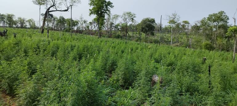 Cultivo de marihuana detectada en zona de Bella Vista Norte, departamento de Amambay.