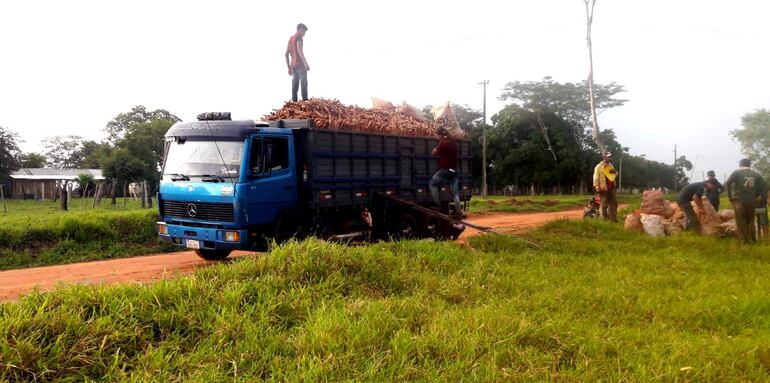 Productores de mandioca cargan el producto en un camión  para trasladar al centro de acopio de la Calle 4 mil de Guayaybi