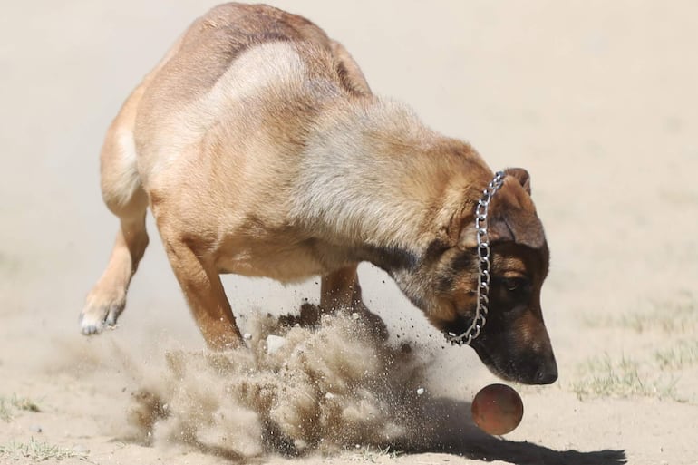 Un perro juega con una pelota.